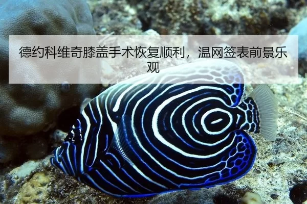 de-yue-ke-wei-qi-xi-gai-shou-shu-hui-fu-shun-li-wen-wang-qian-biao-qian-jing-le-guan-3-552.jpg
